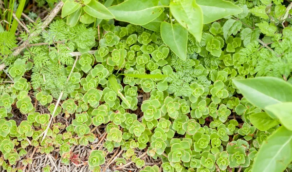 緑の小さな植物は背景のトップビューとして使うことができます — ストック写真