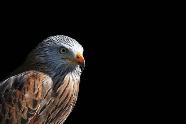 Fever Red Kite Milvus Milvus — Stock Photo, Image