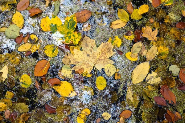 Herbstsaison Herbstblätter — Stockfoto