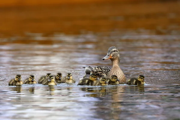 Bild Der Entenfamilie — Stockfoto