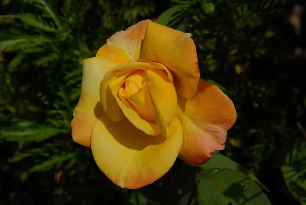 Floreciente Rosa Amarilla Espanto Costa Blanca — Foto de Stock