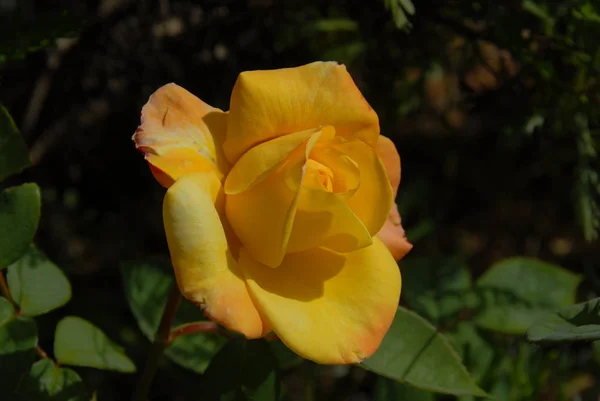 Rosa Amarilla Floreciente Pétalos — Foto de Stock