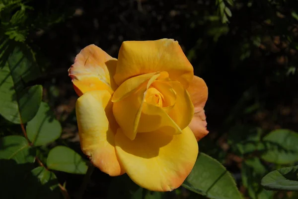 Rosa Amarilla Floreciente Pétalos — Foto de Stock