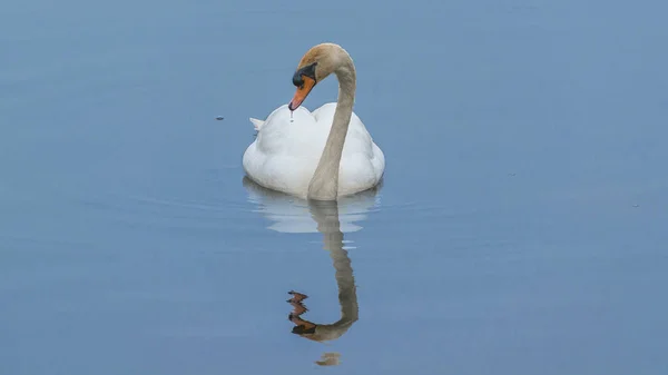 Mute Swan Mirrored Lake — Stock Photo, Image