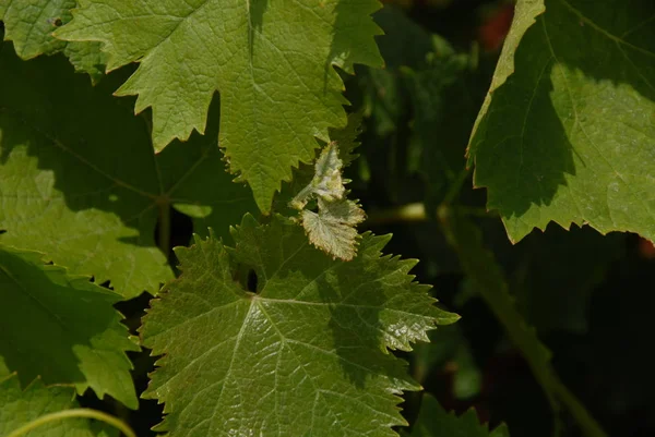 Raisins Pâturage Feuilles Vigne — Photo