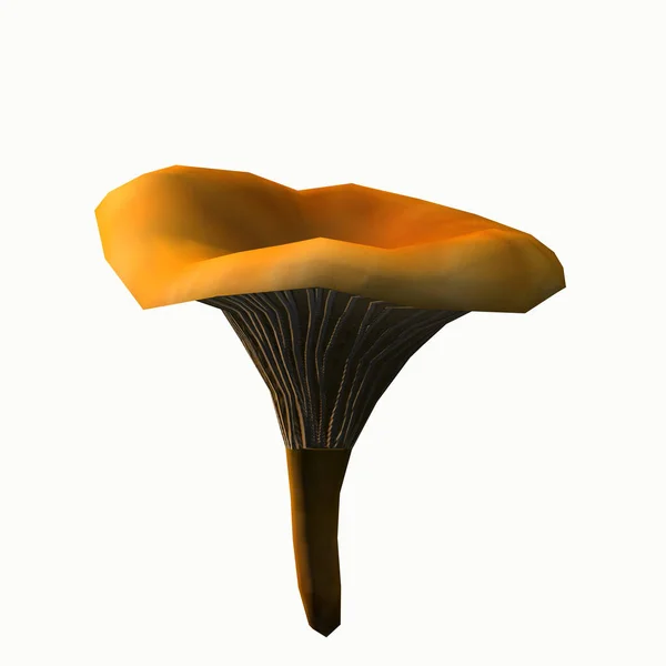 Mushrooms Fruiting Bodies — Stock Photo, Image