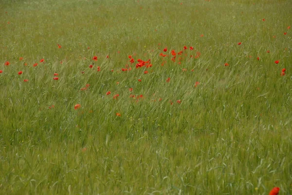 背景に美しいポピーの花 — ストック写真