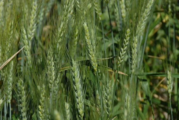Getreide Auf Feld Acker Costa Blanca Spanien — Stockfoto