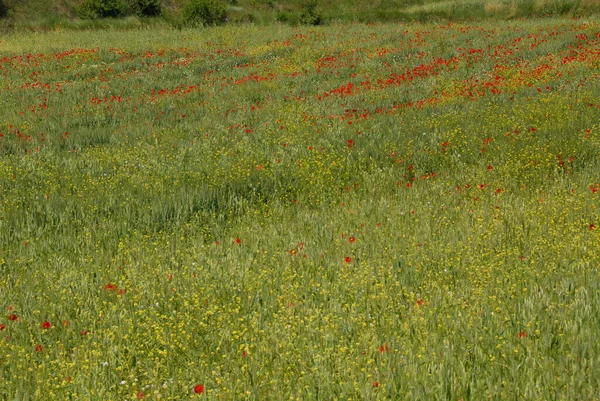 Hermosas Flores Amapolas Fondo —  Fotos de Stock