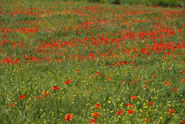 Mooie Klaprozen Bloemen Achtergrond — Stockfoto