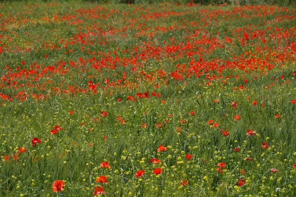 Mooie Klaprozen Bloemen Achtergrond — Stockfoto