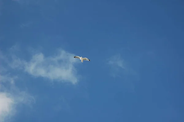 Voando Gaivota Céu Espanhol Costa Branca — Fotografia de Stock