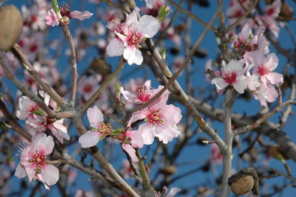 Mandelblüten Frühling — Stockfoto