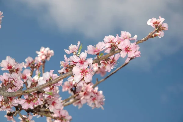 春のアーモンドの花 — ストック写真