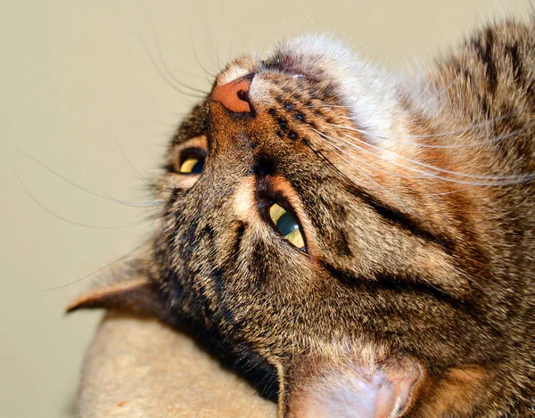 Retrato Lindo Gato — Foto de Stock