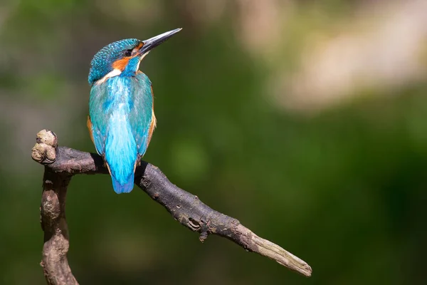 Närbild Kungsfiskare Fågel Vilda Livet — Stockfoto