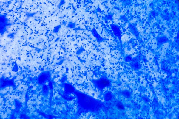 Idegsejt Mikroszkóp Alatt Absztrakt Kék Pontok Fehér Alapon — Stock Fotó