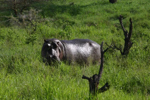 Vilda Hippo Afrikanska Floden Vatten Flodhäst Hippopotamus Amphibius — Stockfoto