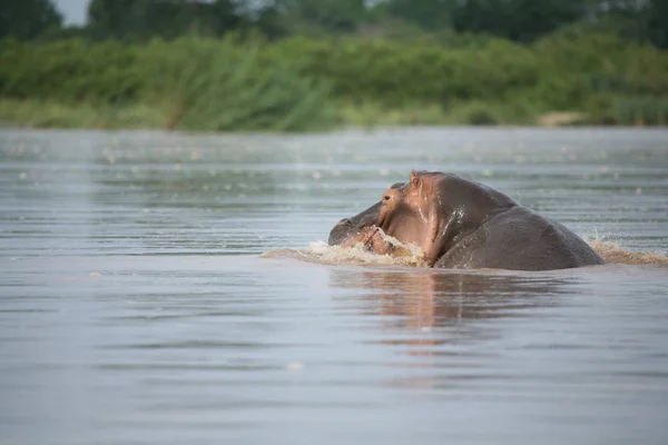 Afrika Nehir Aygırı Aygırı Amphibius Içinde Vahşi Aygırı — Stok fotoğraf