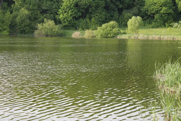 Sonniger Tag Auf Einem Ruhigen Teich Sommer Natur — Stockfoto