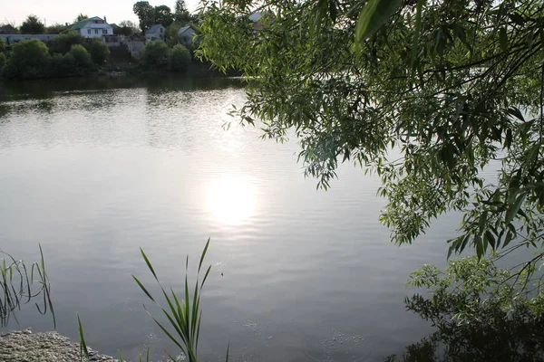 여름의 연못에서 날이었습니다 — 스톡 사진
