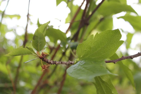 Hojas Frescas Verdes Fondo Hierbas Naturaleza — Foto de Stock