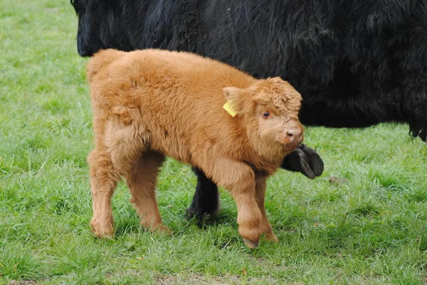 Calf Scottish Highland Cattle — Stock Photo, Image