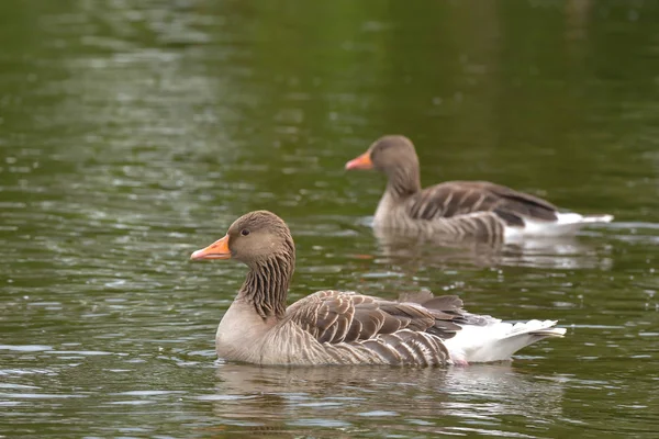 Gansos Grises Lago — Foto de Stock