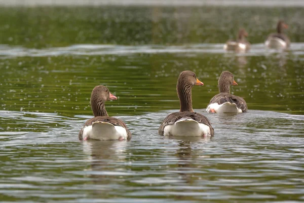 Gansos Greylag Lago — Fotografia de Stock