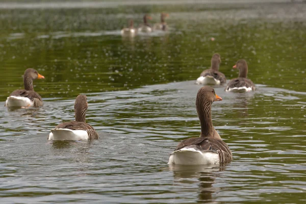 湖中的灰鹅 — 图库照片