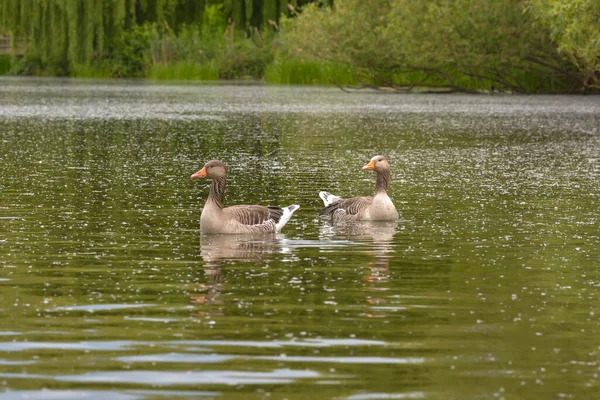 Grauwe Ganzen Het Meer — Stockfoto