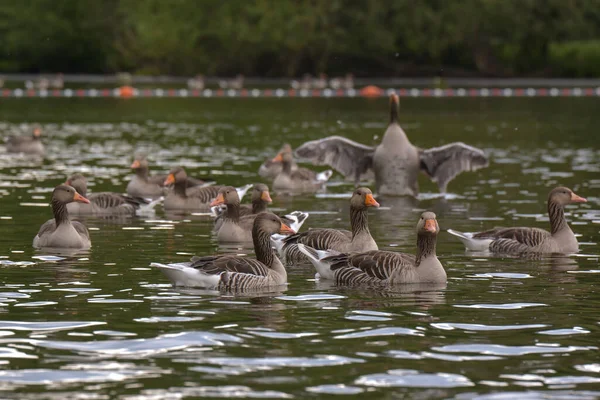 Gansos Greylag Lago — Fotografia de Stock