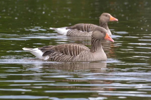 Gansos Greylag Lago — Fotografia de Stock