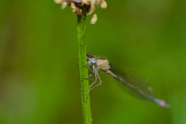 Entomologia Odonata Inseto Libélula — Fotografia de Stock