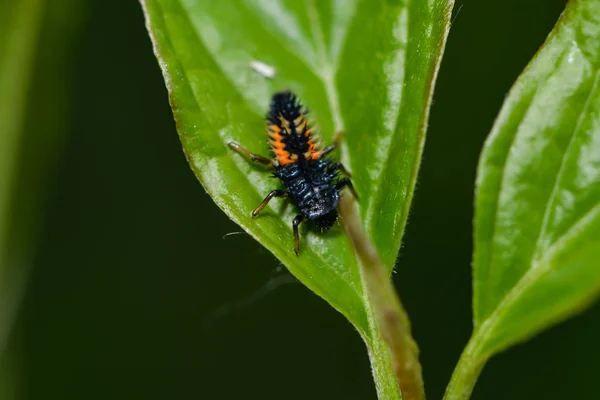 Ladybird Larva Plazí Přes List — Stock fotografie