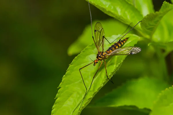 Detailní Pohled Hmyz Přírodě — Stock fotografie