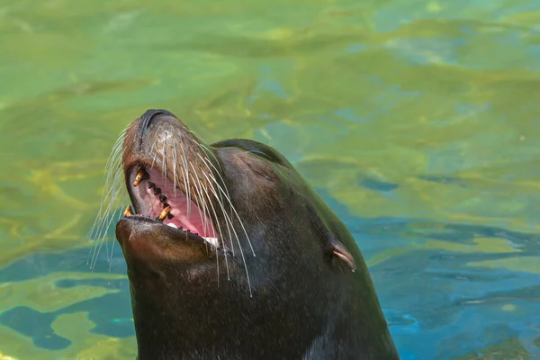 アシカや海獣 — ストック写真