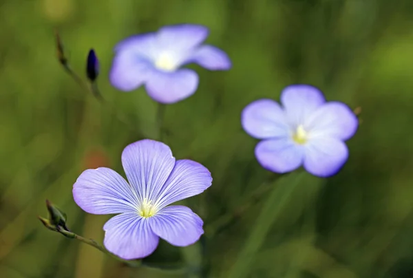 Persistent Flax Also Perennial Linum Linum Perenne — Stock Photo, Image