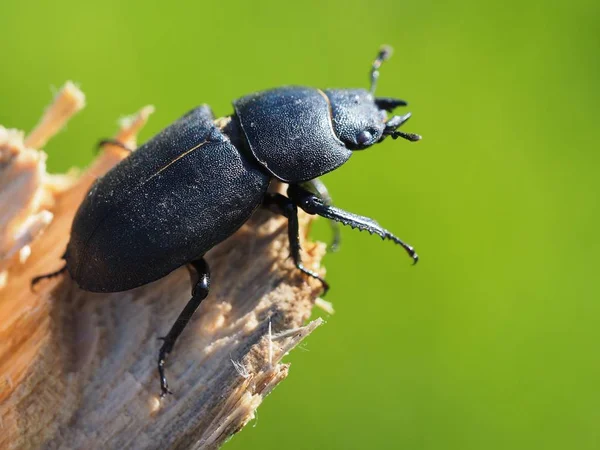 Close Bug Natureza Selvagem — Fotografia de Stock