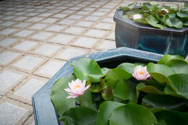 Indian Lotus Nucifera Flower Bloom Stock Photo — 스톡 사진