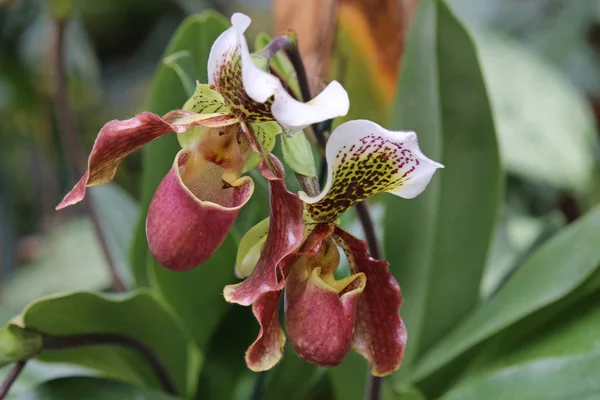 Pétalos Orquídeas Faraenopsis — Foto de Stock