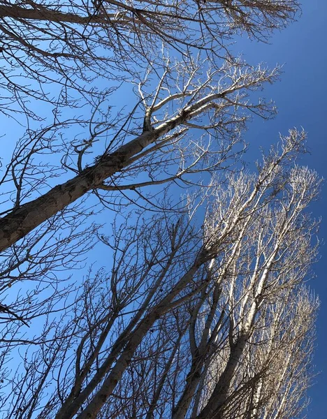 Çıplak Ağaçlar Mavi Gökyüzü — Stok fotoğraf