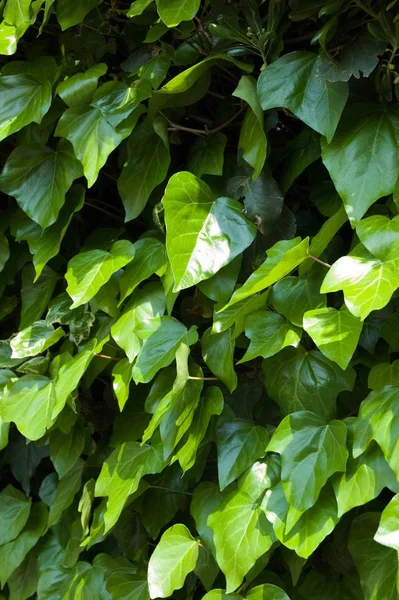 Зеленый Плющ Листья Украшают Стену — стоковое фото