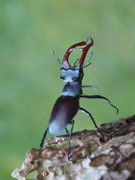 Close Bug Natureza Selvagem — Fotografia de Stock