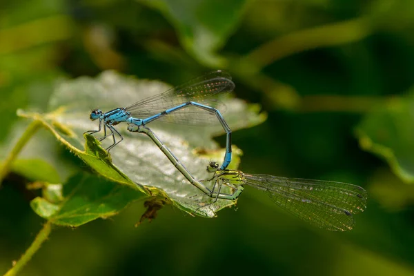 Close Macro View Van Libelle Insect — Stockfoto