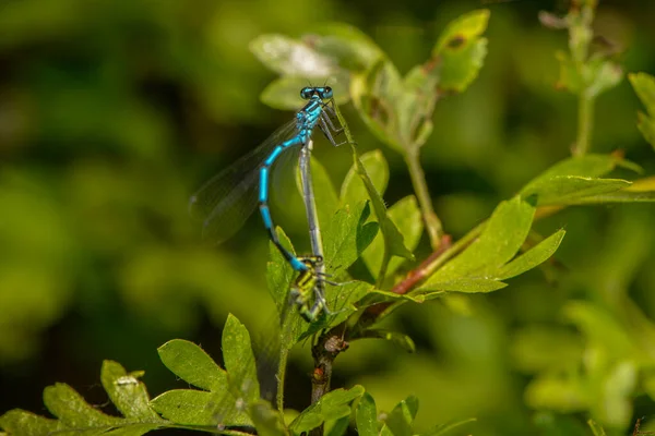 Close Macro View Van Libelle Insect — Stockfoto