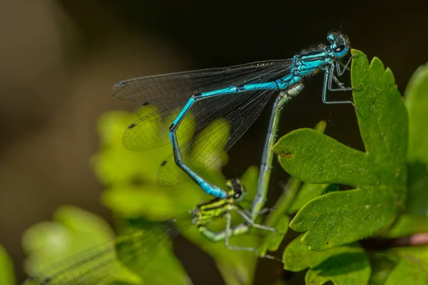 Insetto Libellula Piccolo Insetto Con Ali Natura — Foto Stock