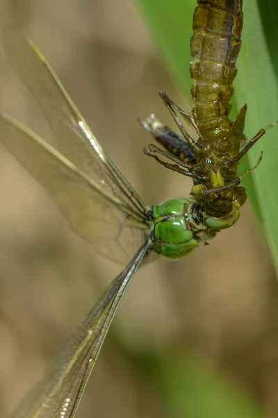 Vue Macro Rapprochée Insecte Libellule — Photo