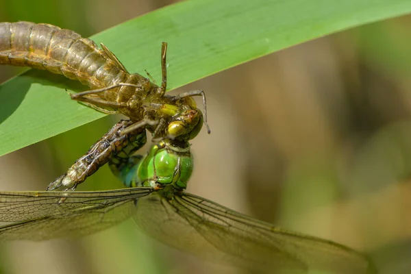 Detailní Makro Pohled Hmyz Vážky — Stock fotografie