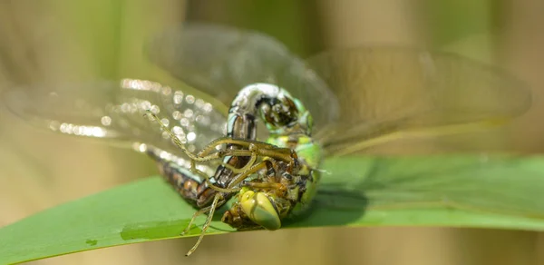 Close Macro View Van Libelle Insect — Stockfoto